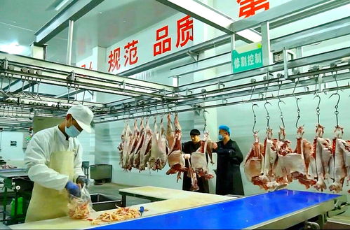 寧夏“身價百億”的羊 運動咨詢服務(wù)如何煉成產(chǎn)業(yè)傳奇